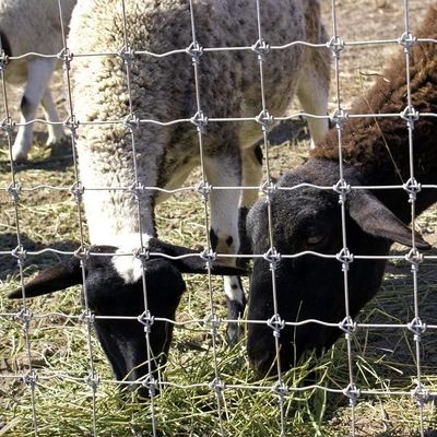 1.8m chiều cao Goat Farm Wire Mesh hàng rào Hot Dip Galvanized chống ăn mòn